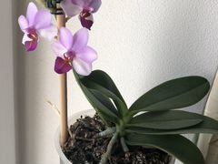 Орхидеи домашнее цветение
