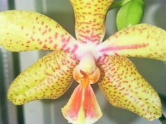 Орхидея Джулия