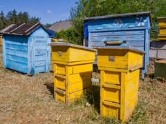 Пчелы, пчелопакеты, с ульями