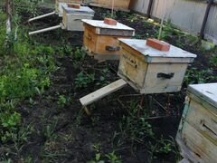 Ульи с пчелосемьями