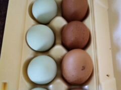 Инкубационное яйцо кохинхин и микс(цветное)