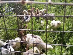 Подрощенные цыплята породистых кур