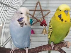 Пара выставочных волнистых попугаев, ввп чех