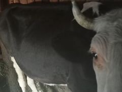 Продаю корову