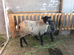 Романовская овца (беремена)