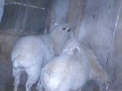 1 овец с чёрным глазами. год и три месяца