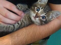 Котята-найденыши в добрые руки