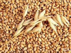 Пшеница, ячмень, кукуруза в мешках