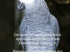 24 июня потерялся крупный попугай на 21км Елизовск