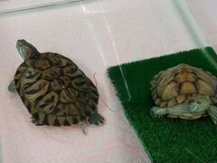 Черепахи с Аквариумом