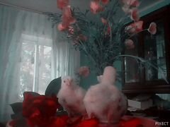 Цыплята, домашние гусята