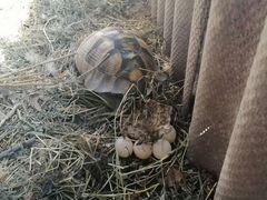 Яйца черепахи