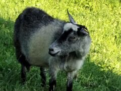 Продается коза вторым окотом с козлятами