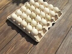 Яйцо инкубационное индоутки (мускасные)