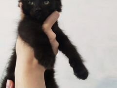 Черные котята 2 месяца