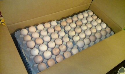 Яйца инкубационные купить сергиев посад. Продажа инкубационного яйца на авито.