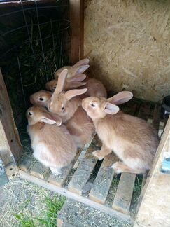 Кролики порода 