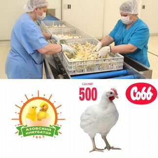 Цыплята Кобб-500 от производителя