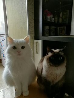 Кот белый и сиамская кошка