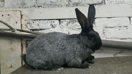 Кролики Серебристый, Калифорния