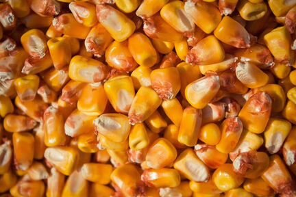 Кукуруза урожай 2019