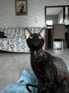 Котик породы Корниш - Рекс