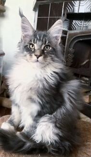 Шикарный серебряный котик
