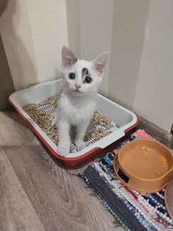 Котенок Кошка-мышеловка 2,5 месяца девочка