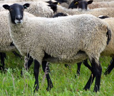 Овцы романовской породы, стружки липовые