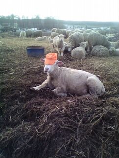 Овцы Куйбышевской породы стадо