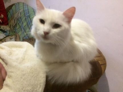 Персидская кошка 3 года