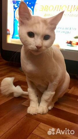 Стрижка кошек, тримминг, экспресс линька