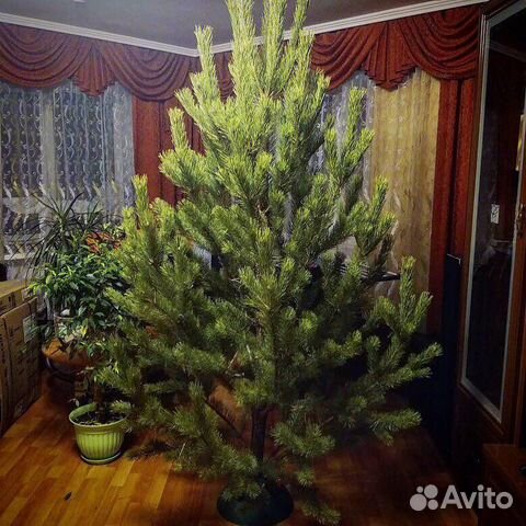 Купить Сосны Новогодние Живые На Авито Оптом
