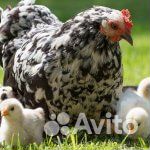 Цыплята суточные, австралорп