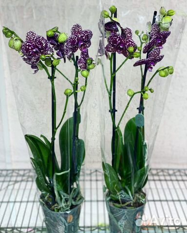 Орхидея фаленопсис дикий кот