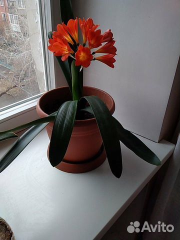 Кливия Домашний цветок