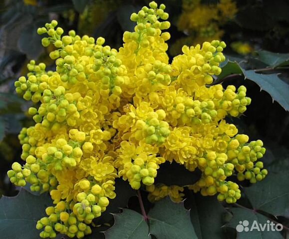 Магония падуболистная