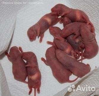 Кормовые грызуны