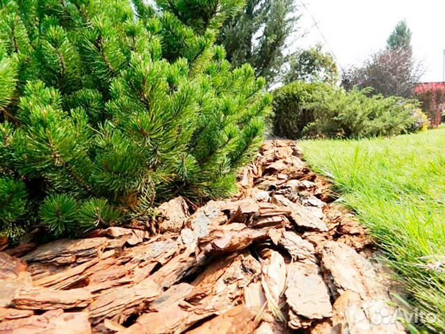 Кора сосны мульча