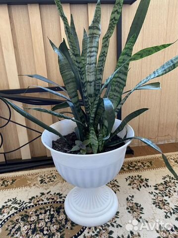 Сансевиерия вместе с горшком
