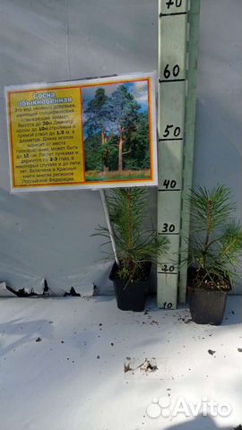 Сосна обыкновенная саженцы