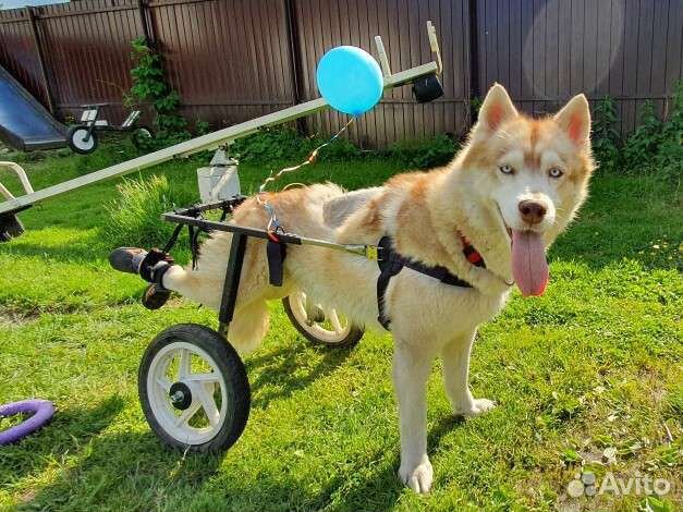 Передержка собак кошек хорьков кроликов животных