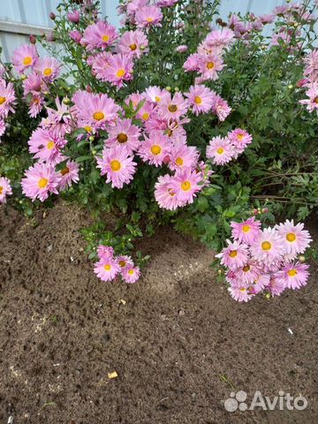 Хризантема