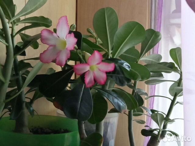 Цветы вырощенные из семян