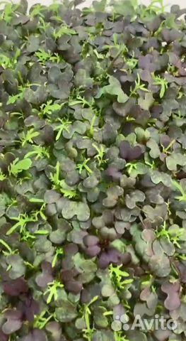 Семена микрозелени Мизуна Красная