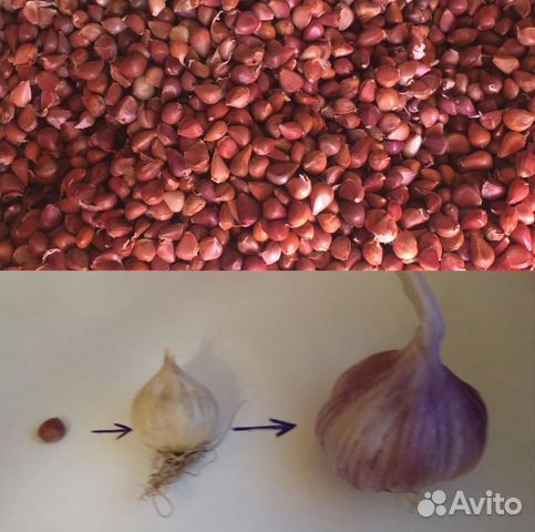 Семена чеснок Богатырь воздушка бульбочка