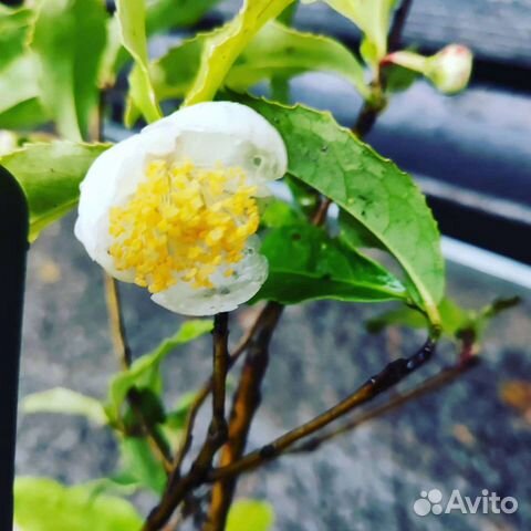 Чай, чайные кусты, камелия китайская