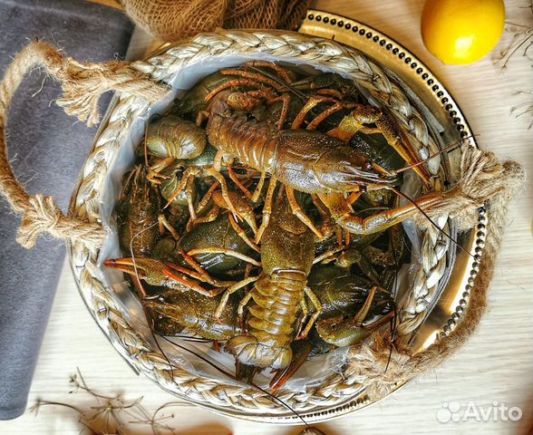 Дикие Волжские живые раки опт\розница