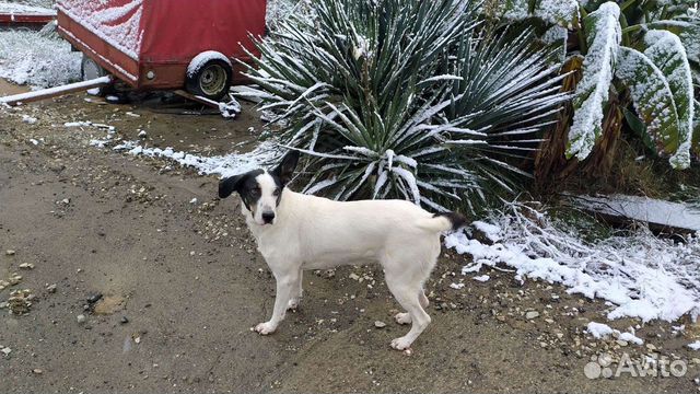 Передержка для собак