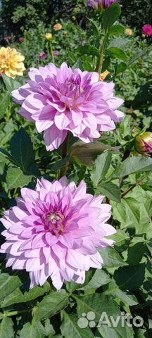 Георгины клубни